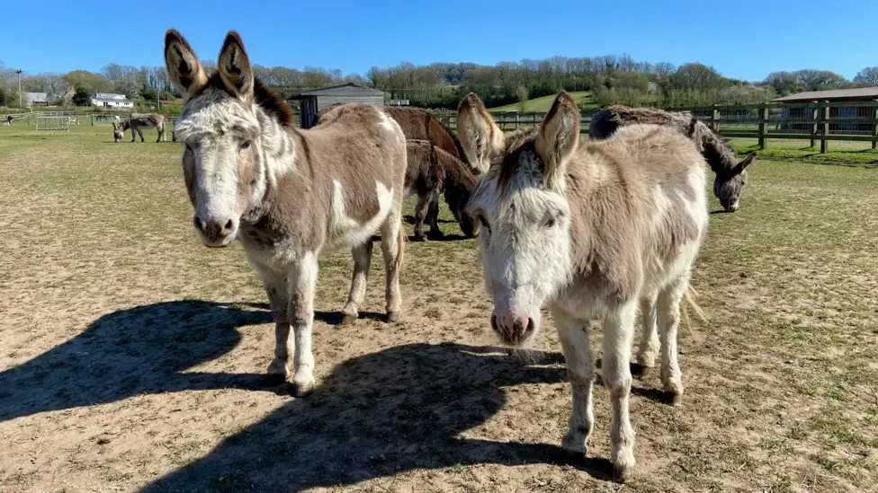 Conflict and The Wisdom of Donkeys